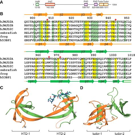 tudor methylation function